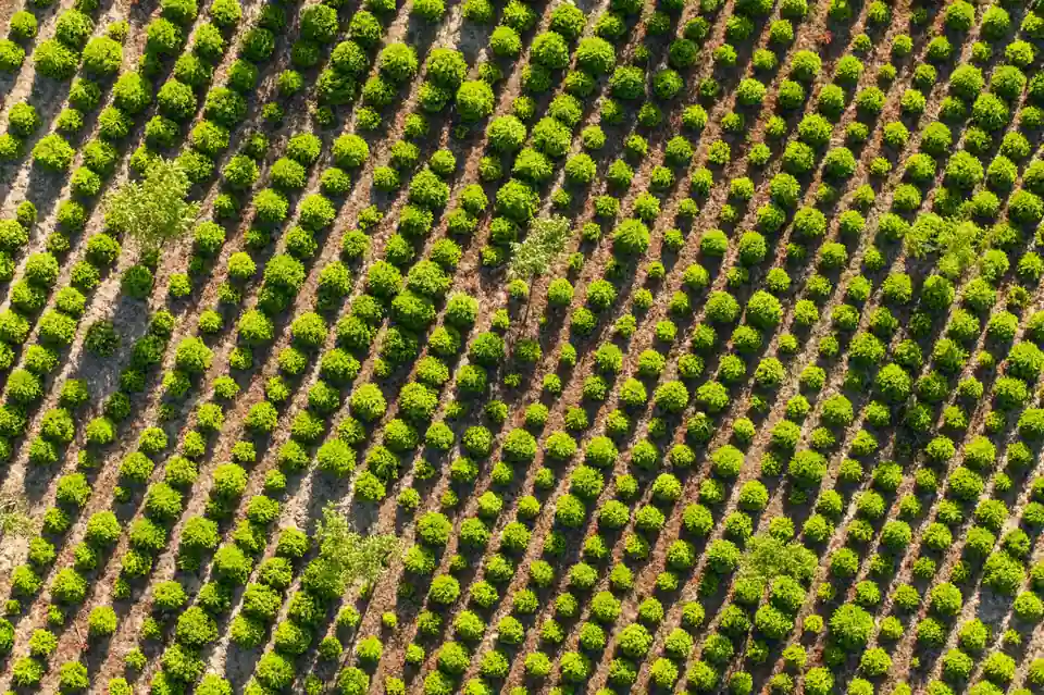WithOneSeed Timor Leste Community Forestry Program 